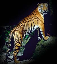 Malayan tiger